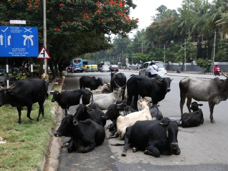 W indyjskim stanie Gudżarat za ubój krów - dożywocie
